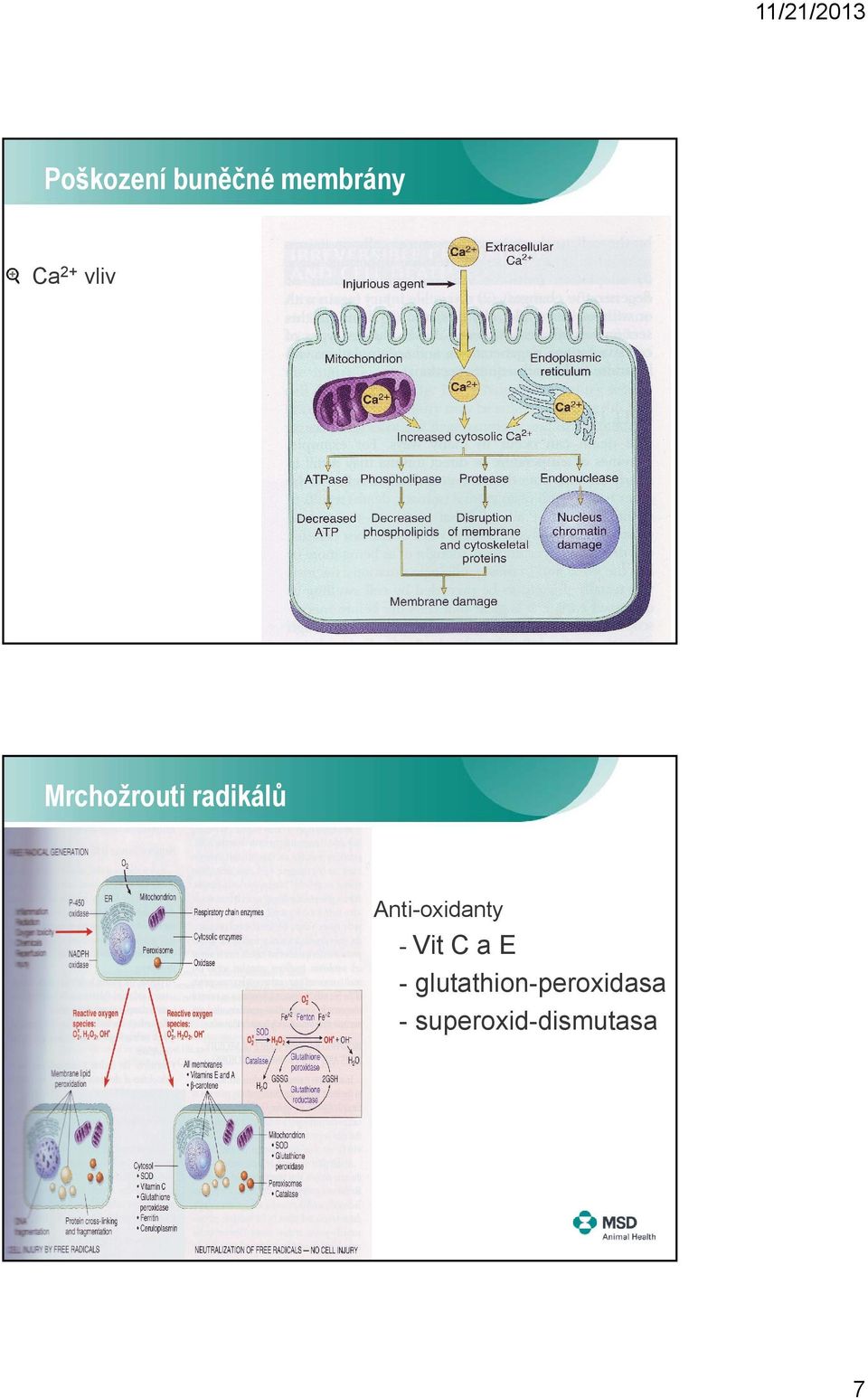 Anti-oxidanty - Vit C a E -