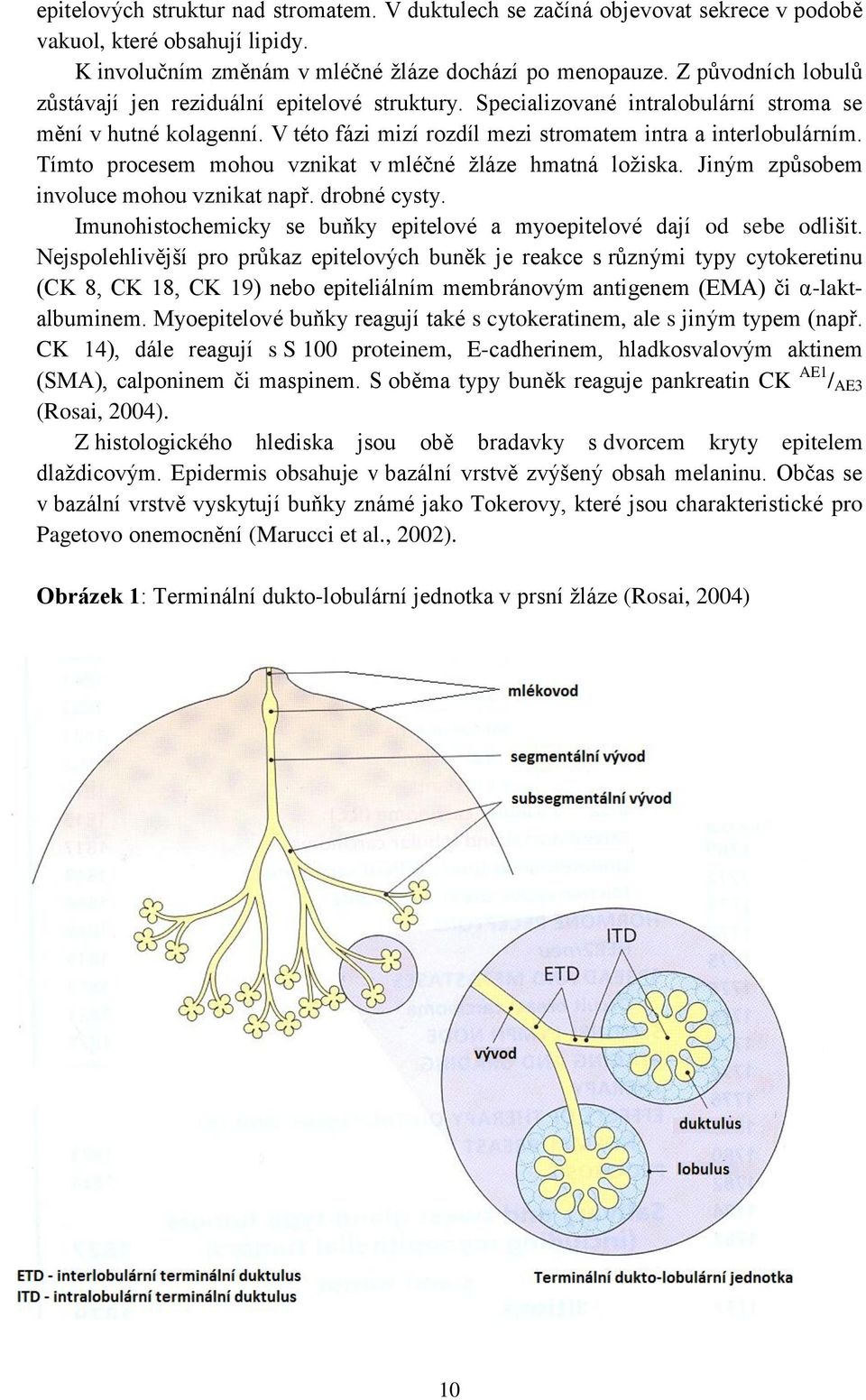 Tímto procesem mohou vznikat v mléčné ţláze hmatná loţiska. Jiným způsobem involuce mohou vznikat např. drobné cysty. Imunohistochemicky se buňky epitelové a myoepitelové dají od sebe odlišit.