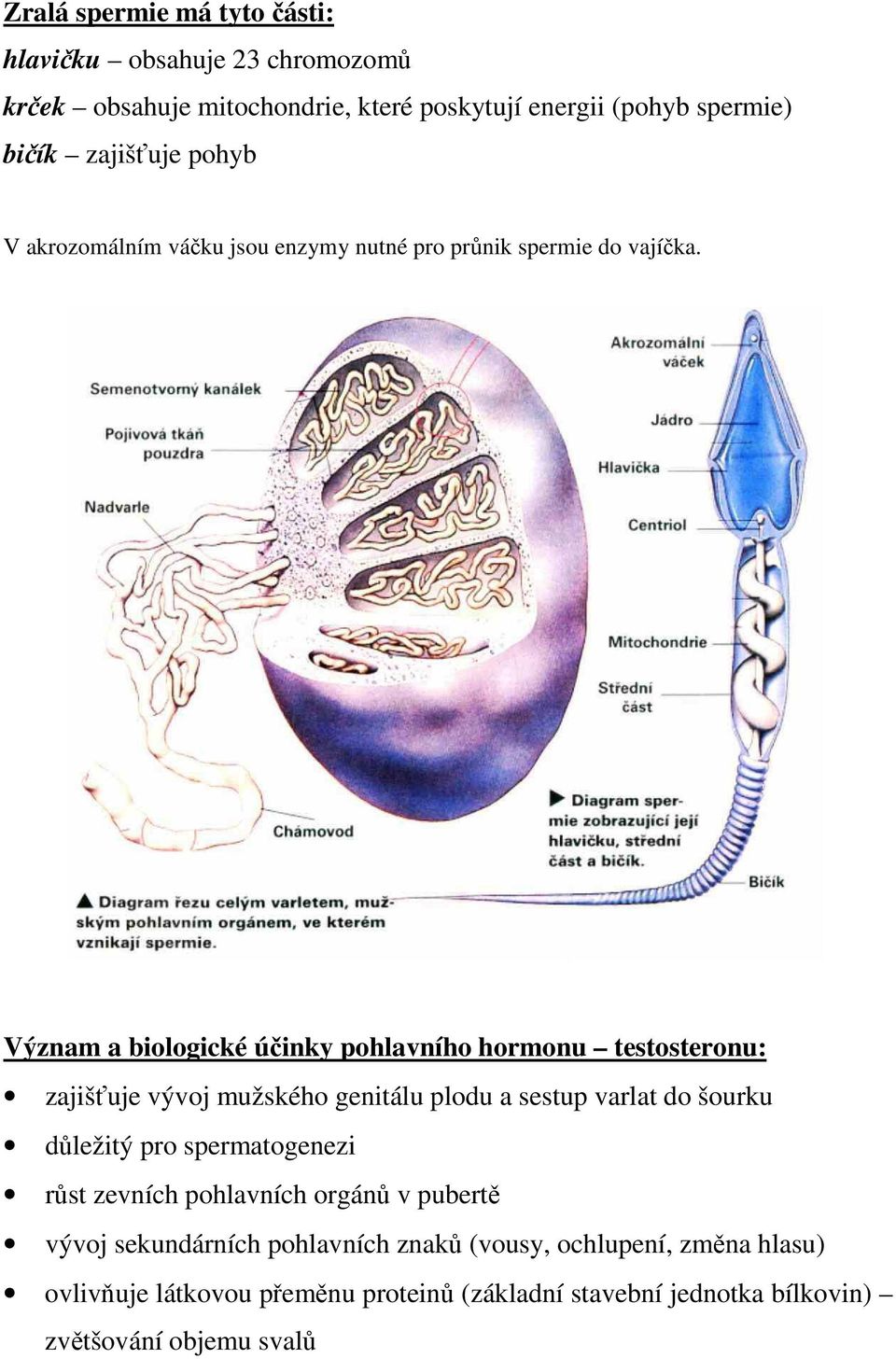 Význam a biologické účinky pohlavního hormonu testosteronu: zajišťuje vývoj mužského genitálu plodu a sestup varlat do šourku důležitý pro