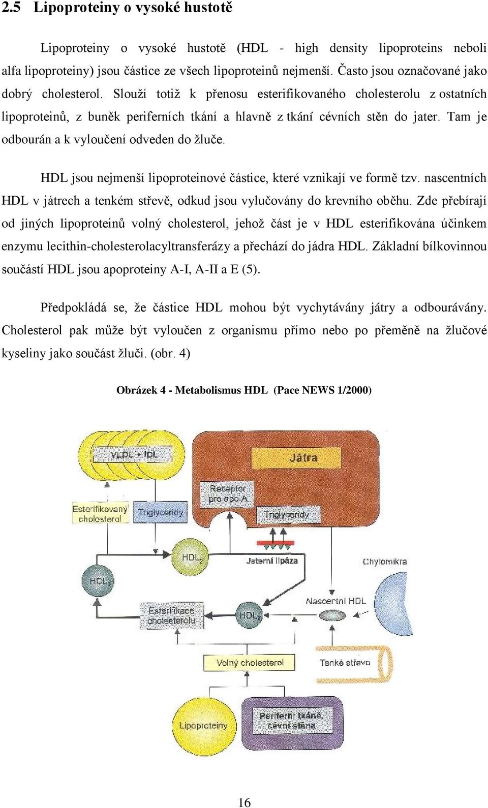 Tam je odbourán a k vyloučení odveden do žluče. HDL jsou nejmenší lipoproteinové částice, které vznikají ve formě tzv.