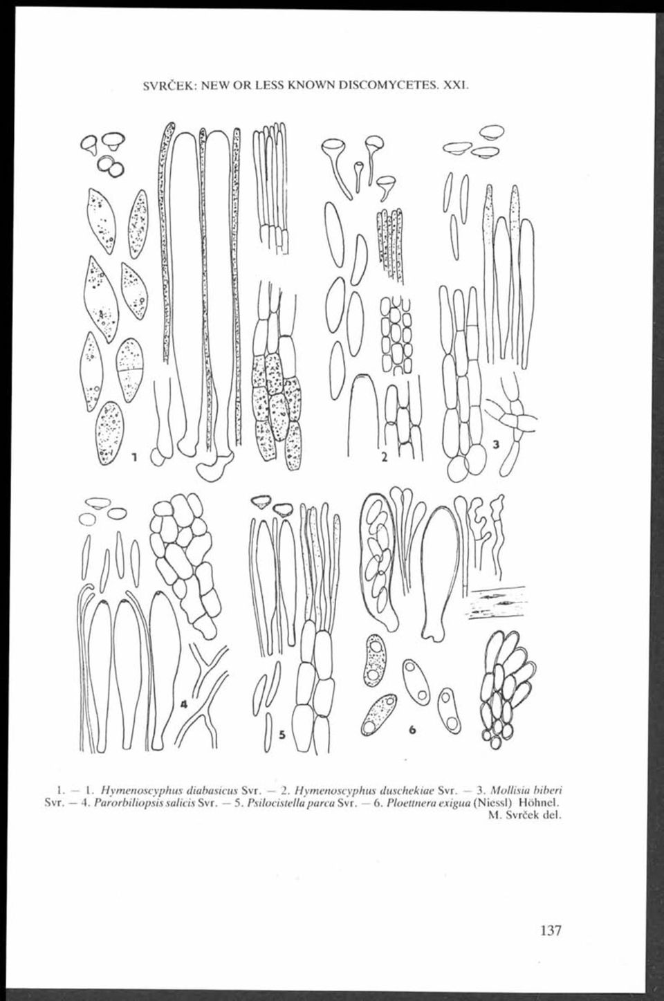 $ i plmlil 1. 1. Hymenoscyphus diabasicus Svr. 2. Hymenoscyphus duschekiae Svr. 3.