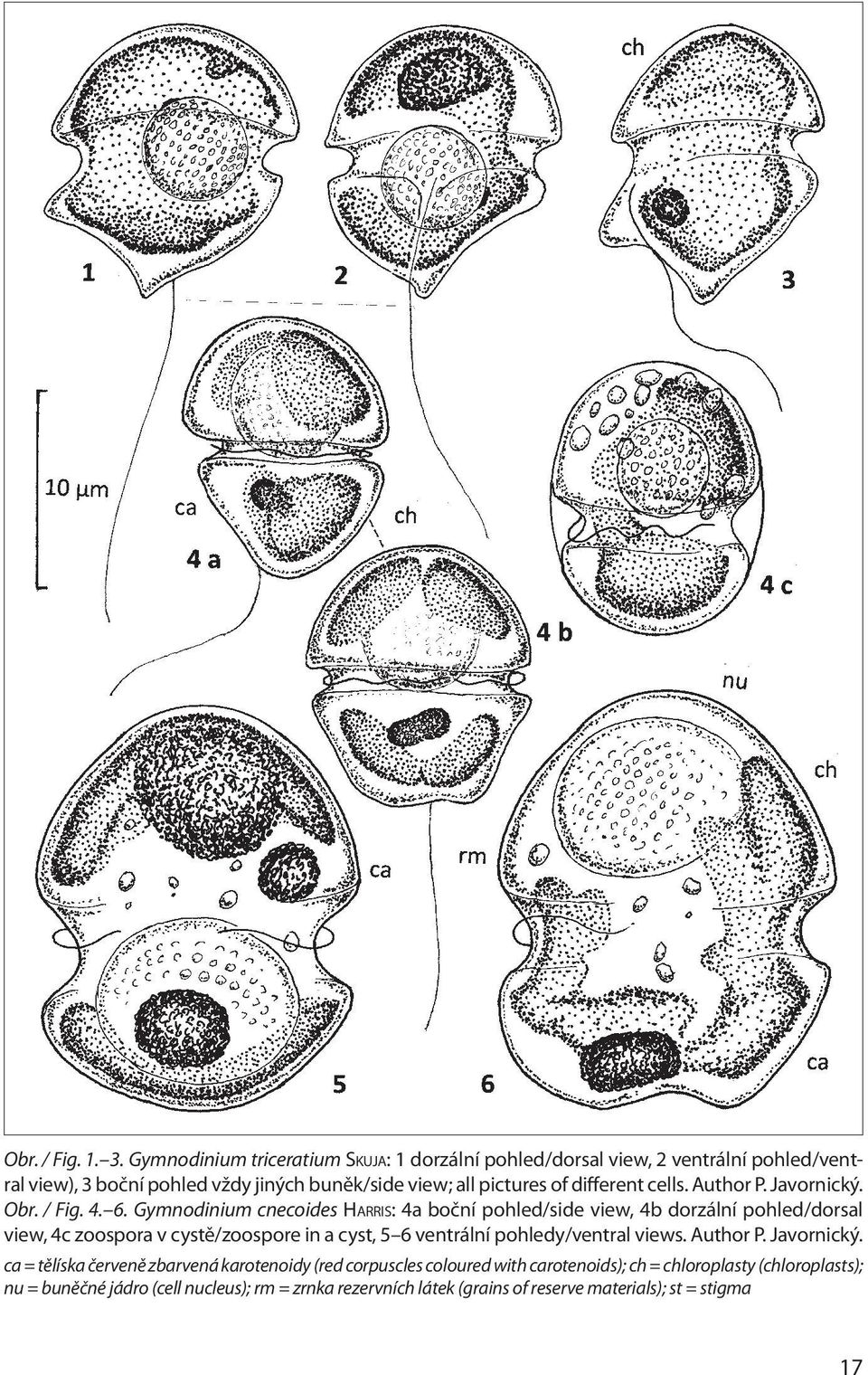 different cells. Author P. Javornický. Obr. / Fig. 4. 6.