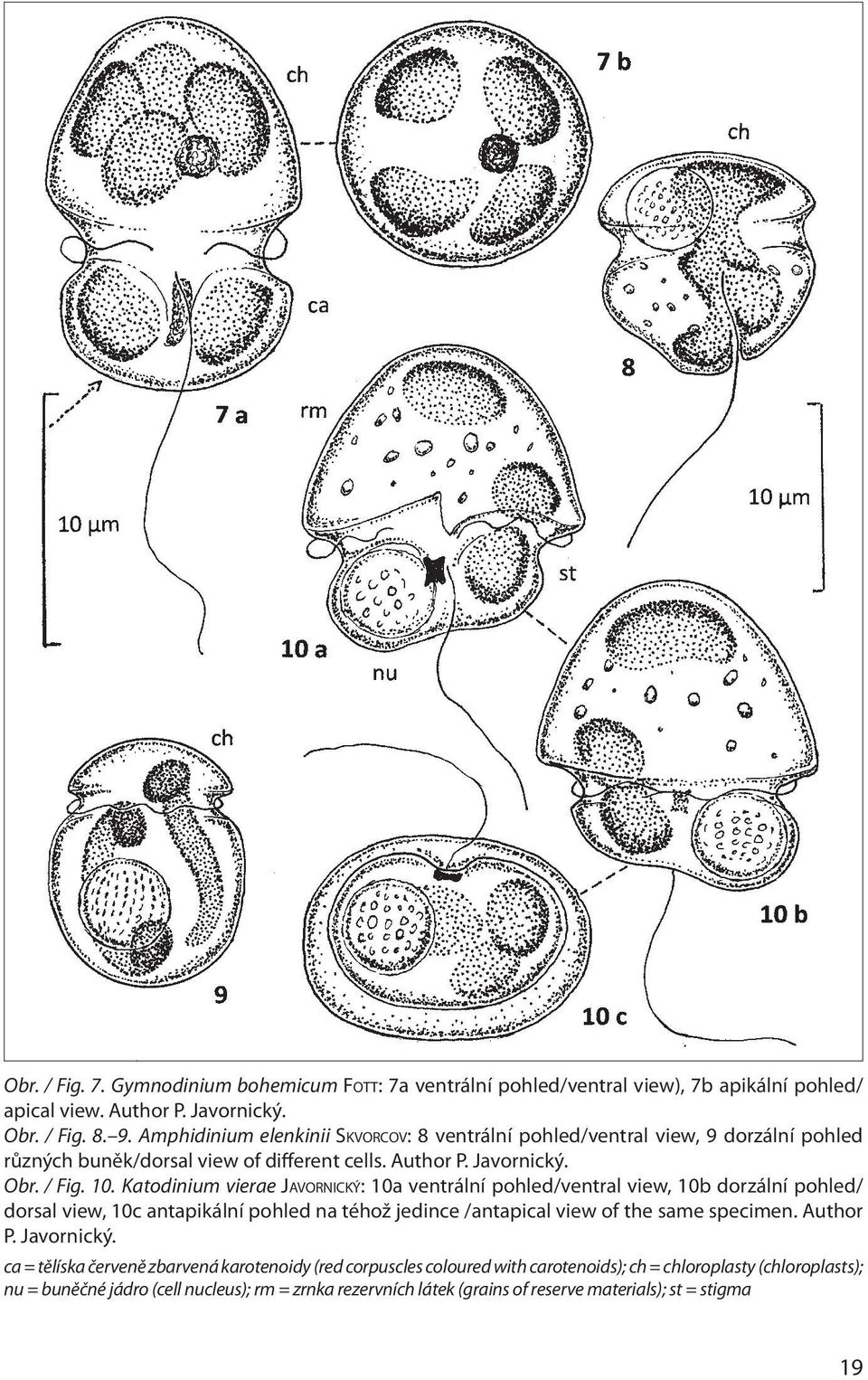 Katodinium vierae Javornický: 10a ventrální pohled/ventral view, 10b dorzální pohled/ dorsal view, 10c antapikální pohled na téhož jedince /antapical view of the same specimen. Author P.