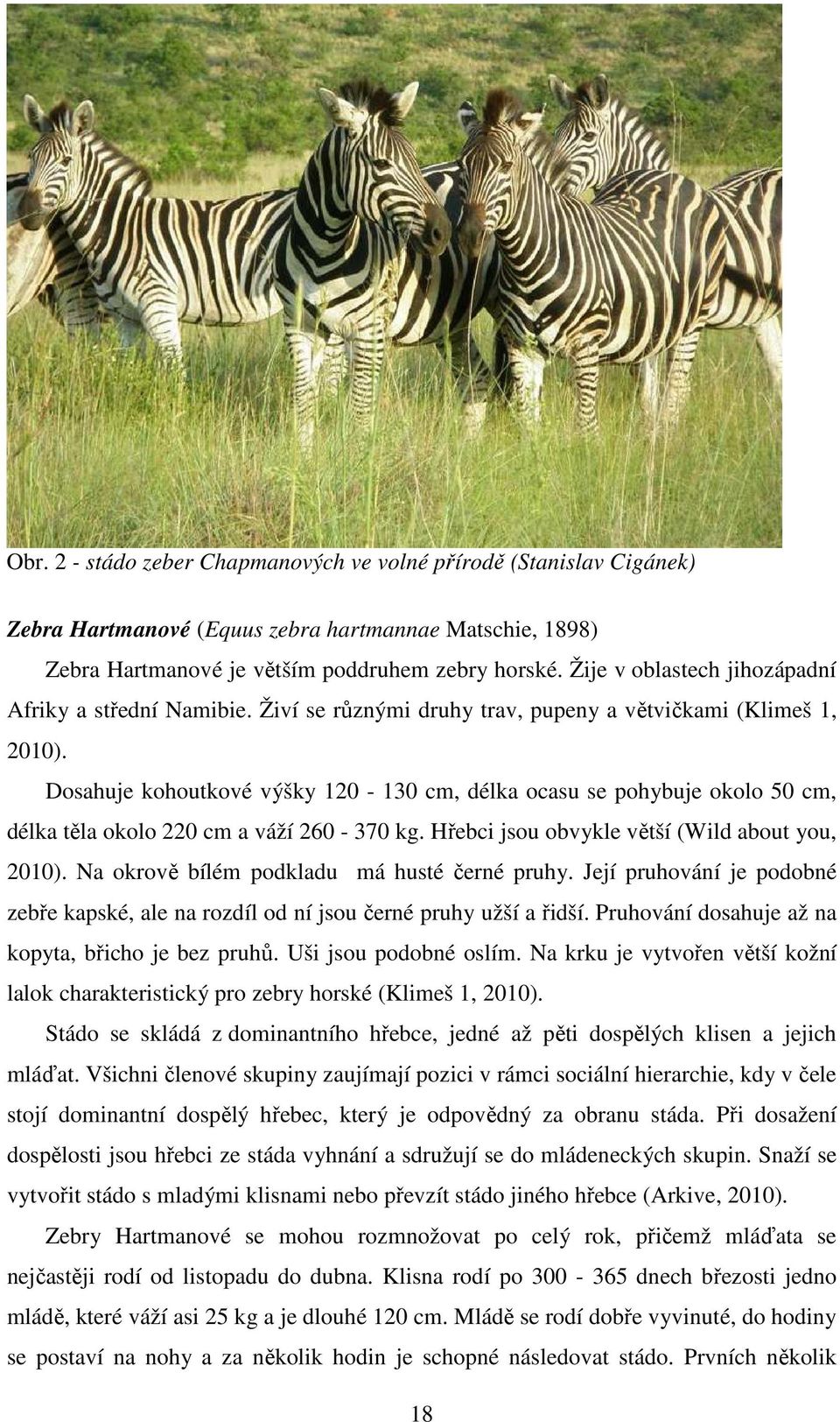 Dosahuje kohoutkové výšky 120-130 cm, délka ocasu se pohybuje okolo 50 cm, délka těla okolo 220 cm a váží 260-370 kg. Hřebci jsou obvykle větší (Wild about you, 2010).