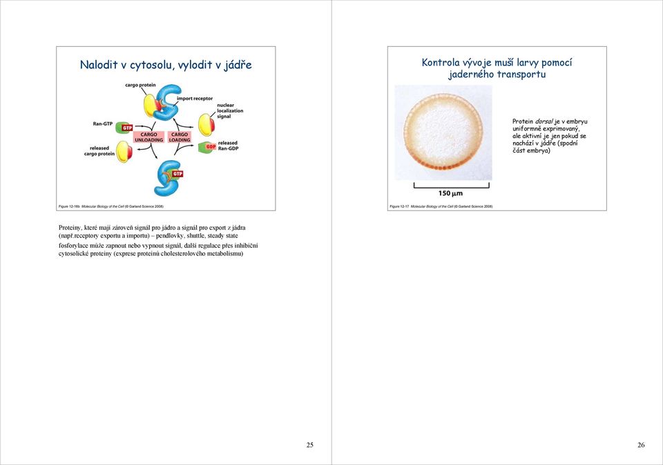 Cell ( Garland Science 2008) Proteiny, které mají zároveň signál pro jádro a signál pro export z jádra (např.