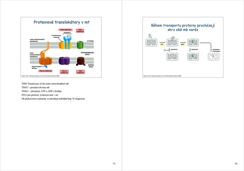 2008) TOM Translocase of the outer mirochondrial mb TIM23 - prochází dvěma mb TIM22 přenašeče ATP a ADP a