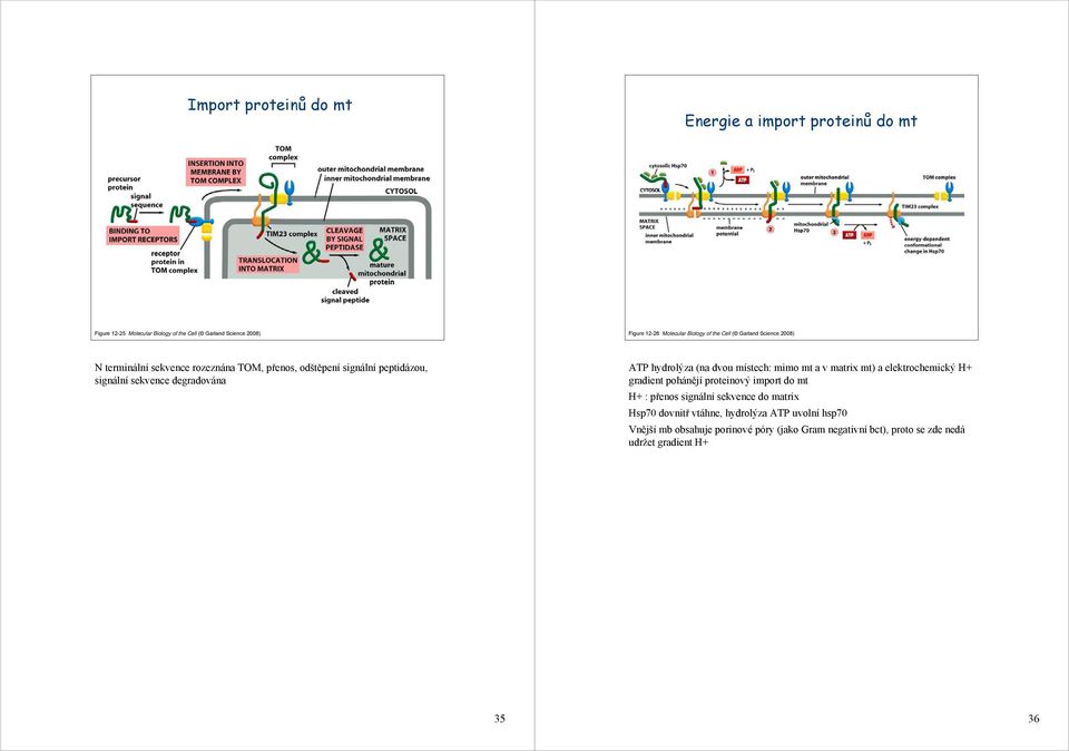 ATP hydrolýza (na dvou místech: mimo mt a v matrix mt) a elektrochemický H+ gradient pohánějí proteinový import do mt H+ : přenos signální sekvence do