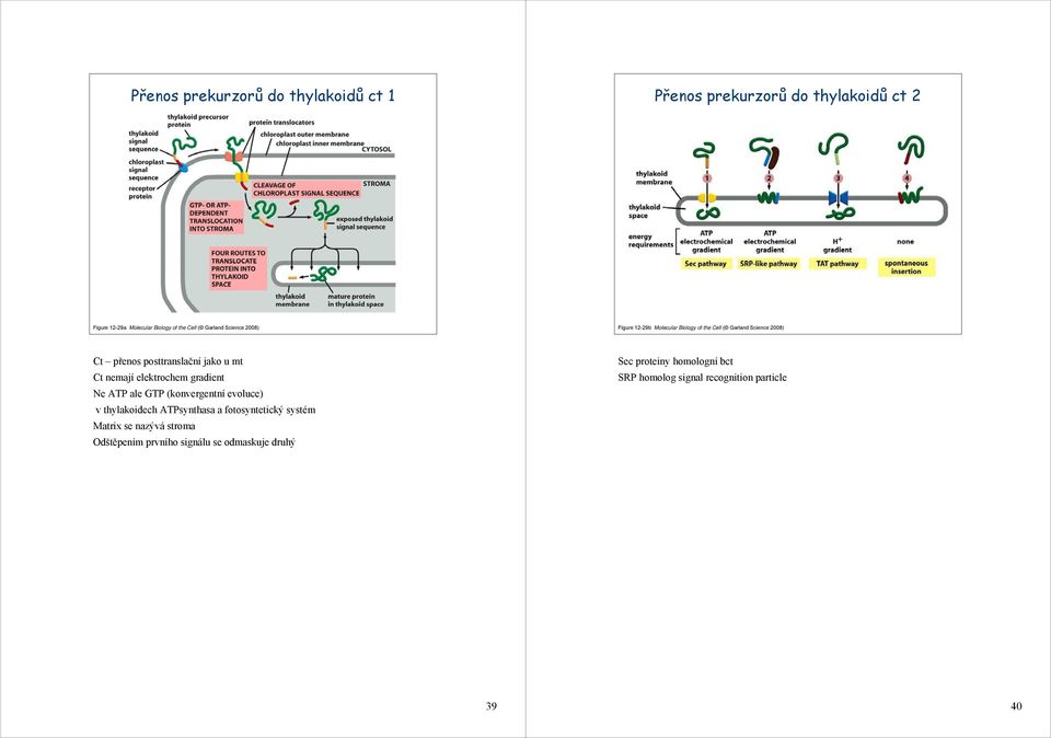 Ct nemají elektrochem gradient Ne ATP ale GTP (konvergentní evoluce) v thylakoidech ATPsynthasa a fotosyntetický systém Matrix