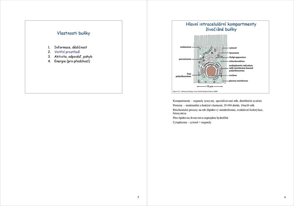 Energie (pro předchozí) Figure 12-1 Molecular Biology of the Cell ( Garland Science 2008) Kompartmenty organely (enzymy, specializované