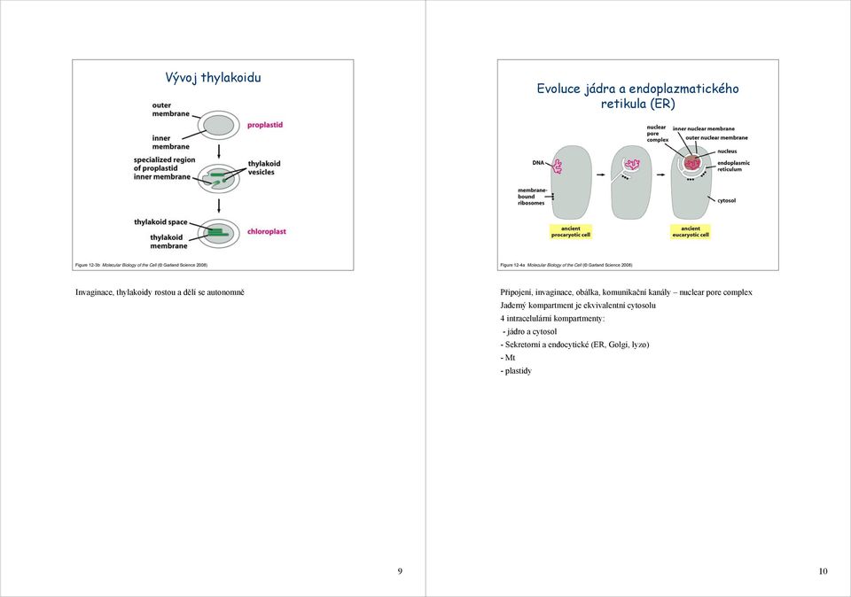 se autonomně Připojení, invaginace, obálka, komunikační kanály nuclear pore complex Jaderný kompartment je ekvivalentní