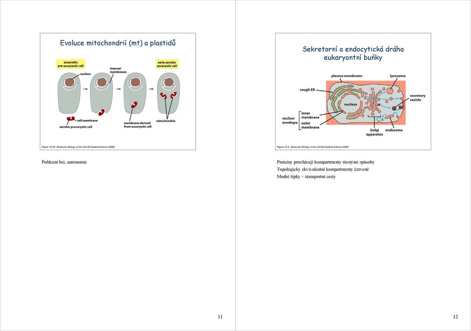 the Cell ( Garland Science 2008) Pohlcení bct, autonomie Proteiny procházejí kompartmenty