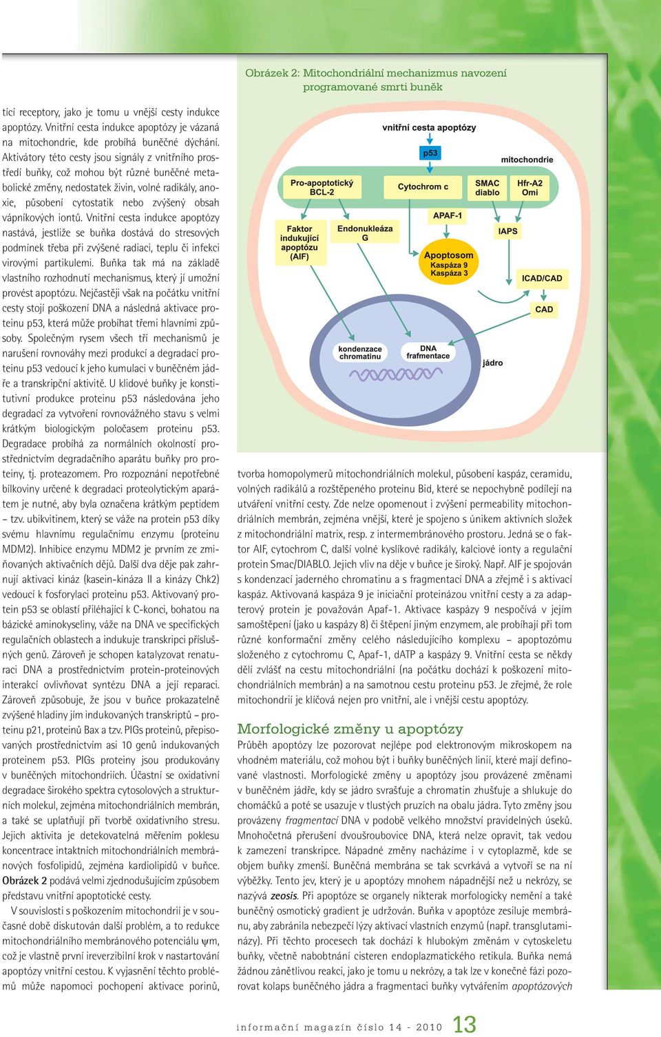 Aktivátory této cesty jsou signály z vnitřního prostředí buňky, což mohou být různé buněčné metabolické změny, nedostatek živin, volné radikály, anoxie, působení cytostatik nebo zvýšený obsah