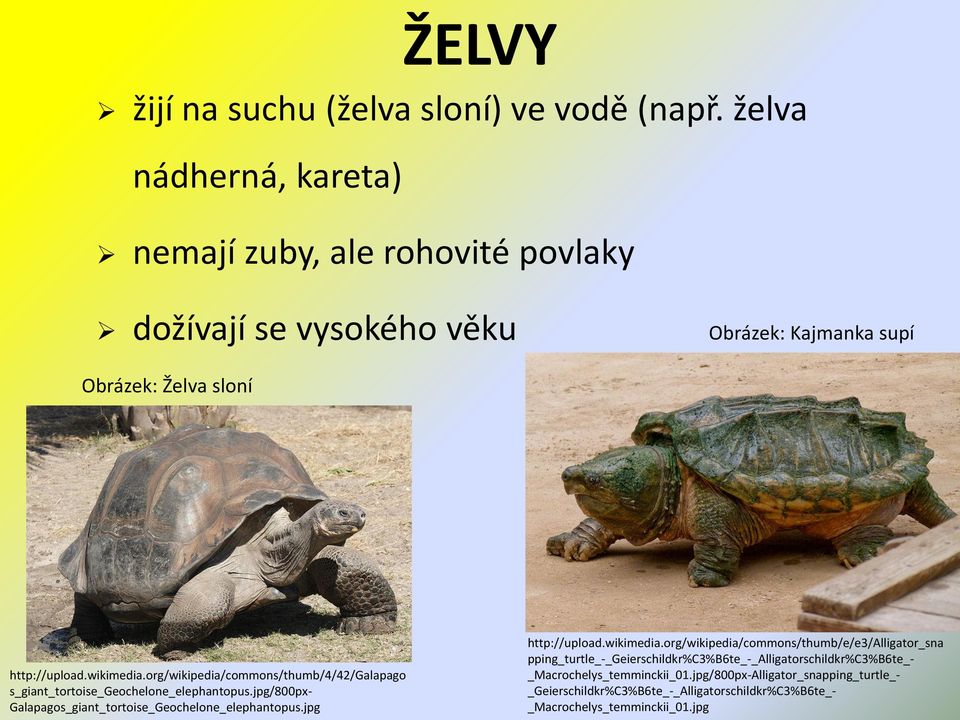 org/wikipedia/commons/thumb/4/42/galapago s_giant_tortoise_geochelone_elephantopus.jpg/800px- Galapagos_giant_tortoise_Geochelone_elephantopus.