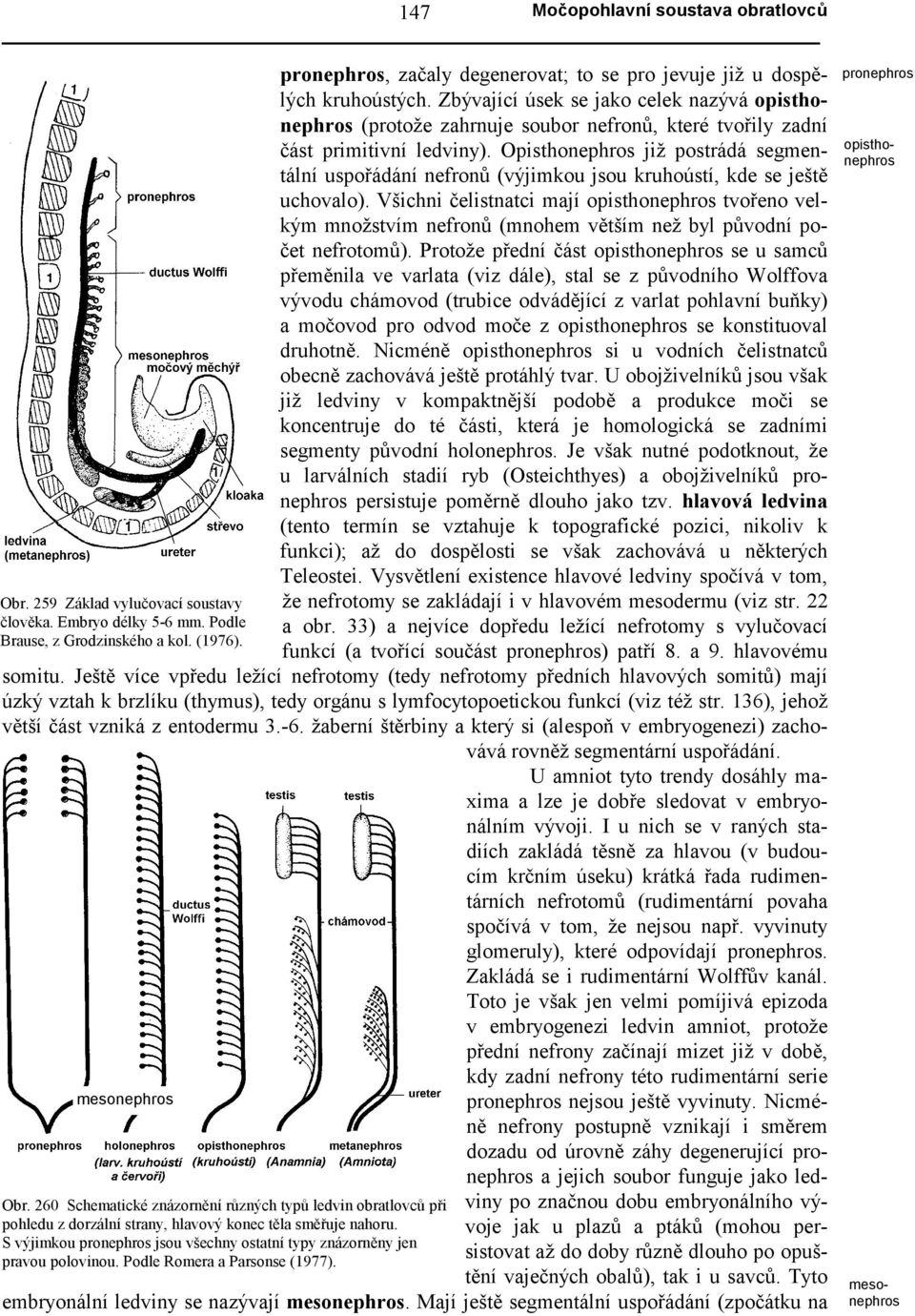 Opisthonephros již postrádá segmentální uspořádání nefronů (výjimkou jsou kruhoústí, kde se ještě uchovalo).