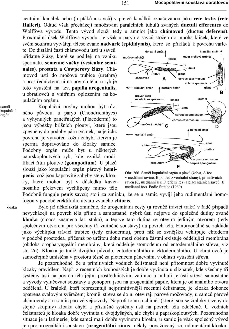 Proximální úsek Wolffova vývodu je však u paryb a savců stočen do mnoha kliček, které ve svém souhrnu vytvářejí těleso zvané nadvarle (epididymis), které se přikládá k povrchu varlete.