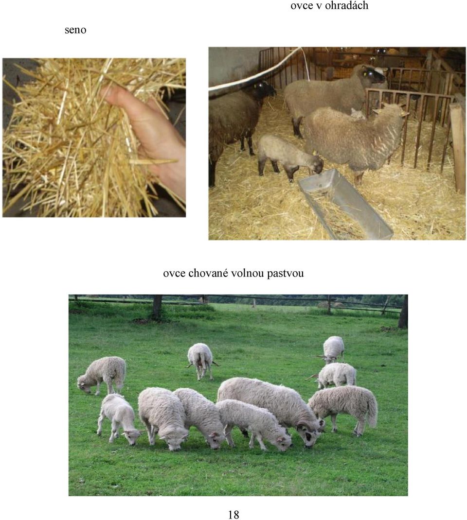 seno ovce
