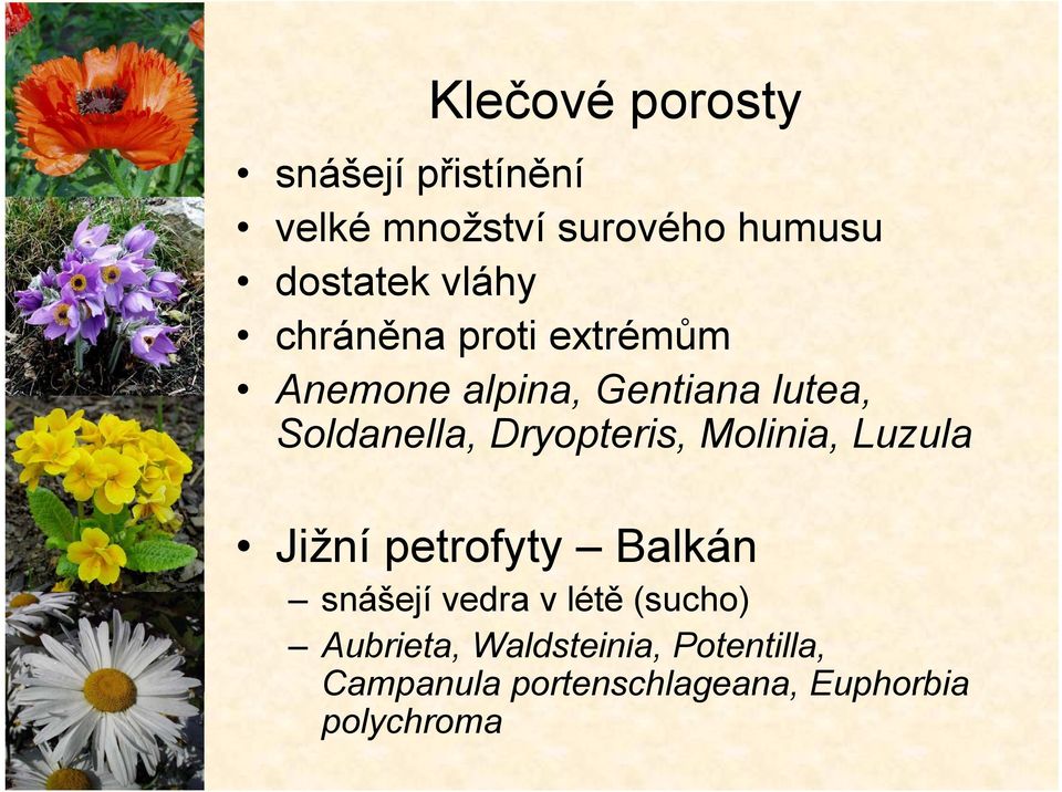 Dryopteris, Molinia, Luzula Jižní petrofyty Balkán snášejí vedra v létě