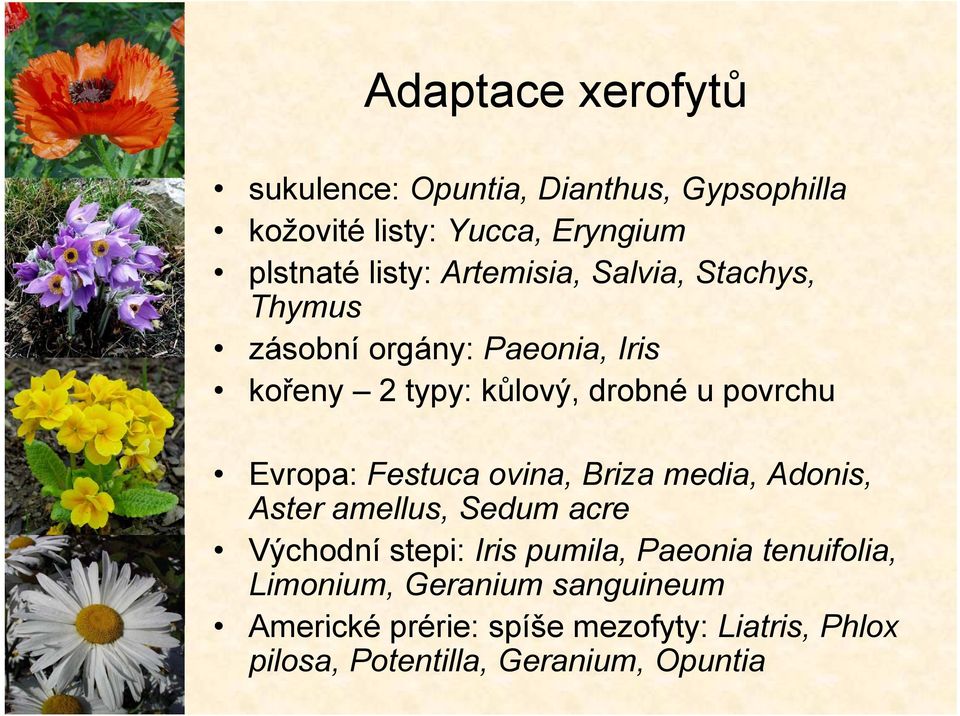 Evropa: Festuca ovina, Briza media, Adonis, Aster amellus, Sedum acre Východní stepi: Iris pumila, Paeonia