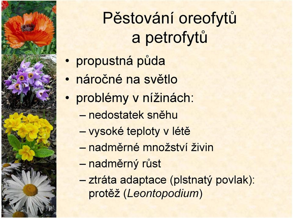 teploty v létě nadměrné množství živin nadměrný růst