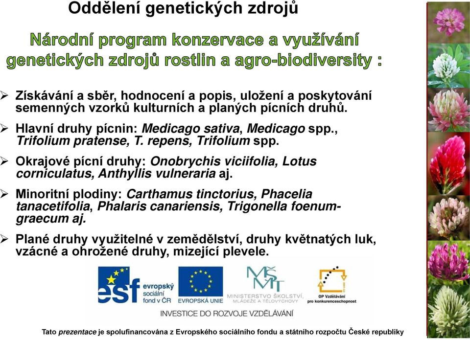 Okrajové pícní druhy: Onobrychis viciifolia, Lotus corniculatus, Anthyllis vulneraria aj.