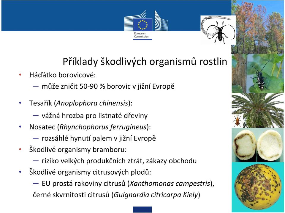 palem v jižní Evropě Škodlivé organismy bramboru: riziko velkých produkčních ztrát, zákazy obchodu Škodlivé