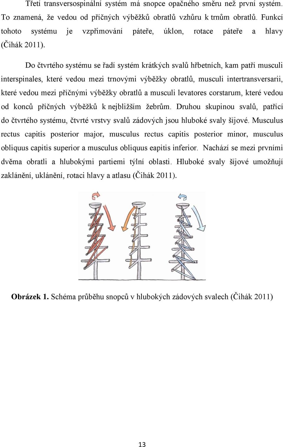 Do čtvrtého systému se řadí systém krátkých svalů hřbetních, kam patří musculi interspinales, které vedou mezi trnovými výběžky obratlů, musculi intertransversarii, které vedou mezi příčnými výběžky