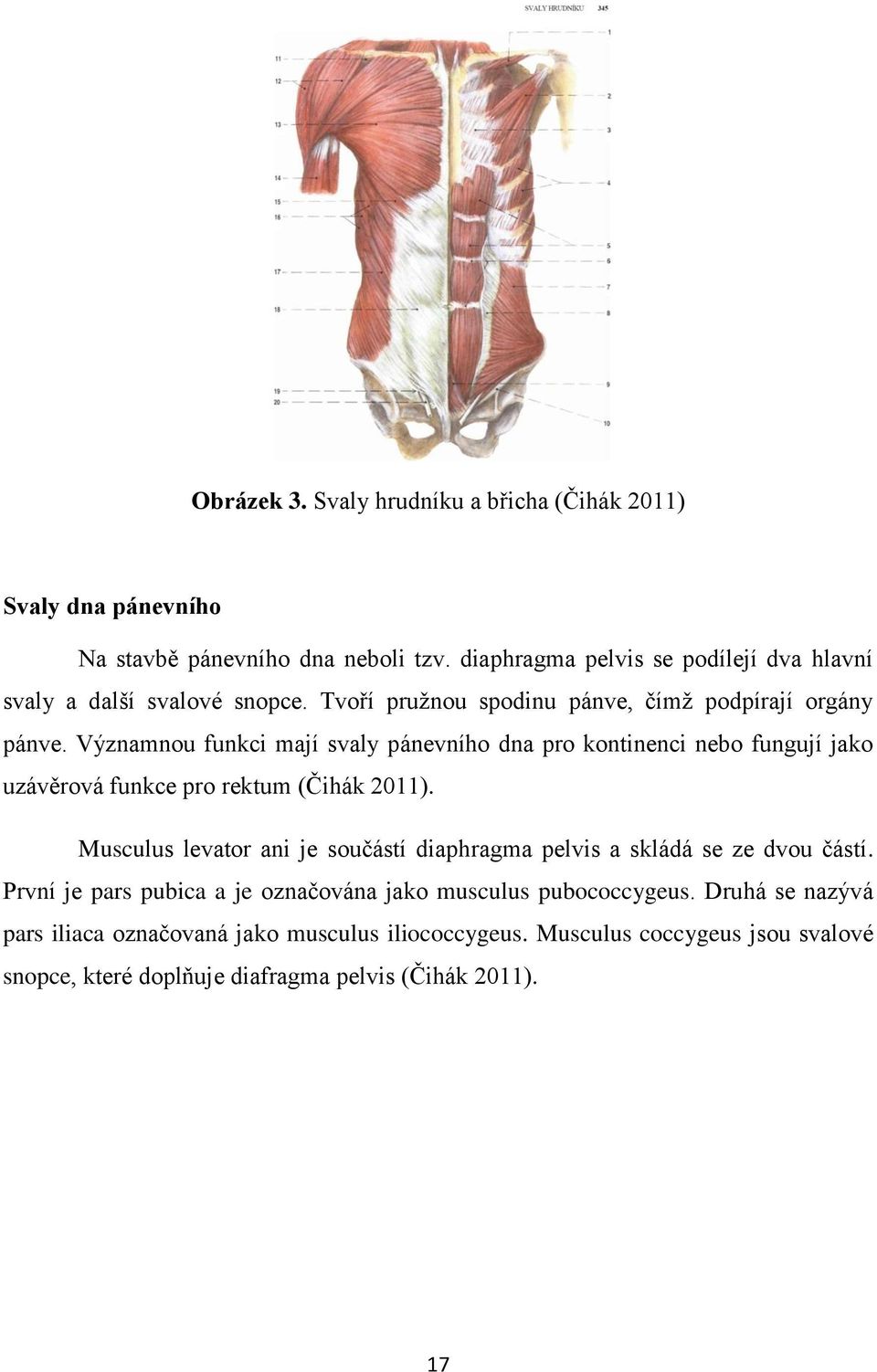 Významnou funkci mají svaly pánevního dna pro kontinenci nebo fungují jako uzávěrová funkce pro rektum (Čihák 2011).