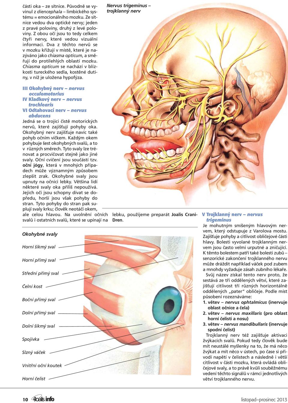 Dva z těchto nervů se v mozku křižují v místě, které je nazýváno jako chiasma opticum, a směřují do protilehlých oblastí mozku.