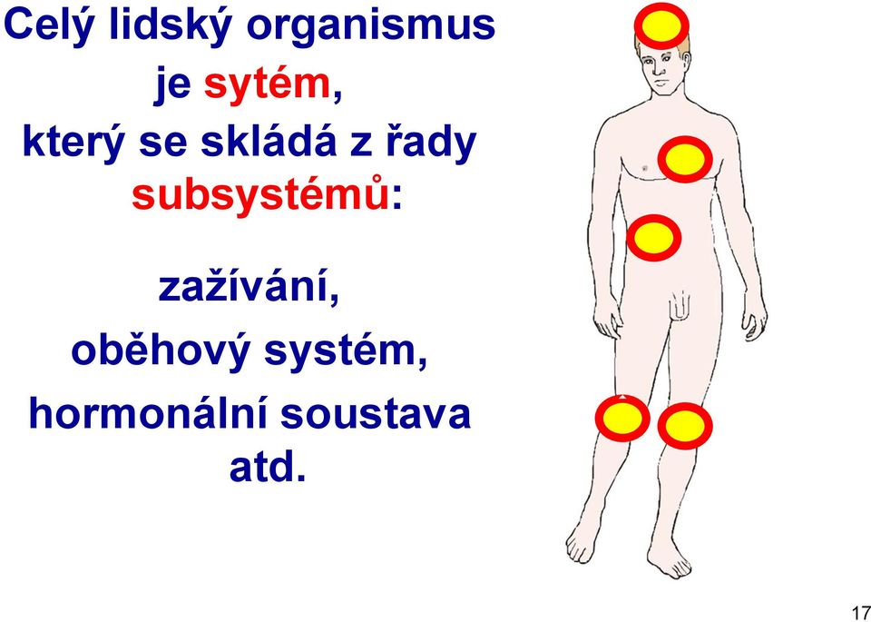 subsystémů: zažívání, oběhový