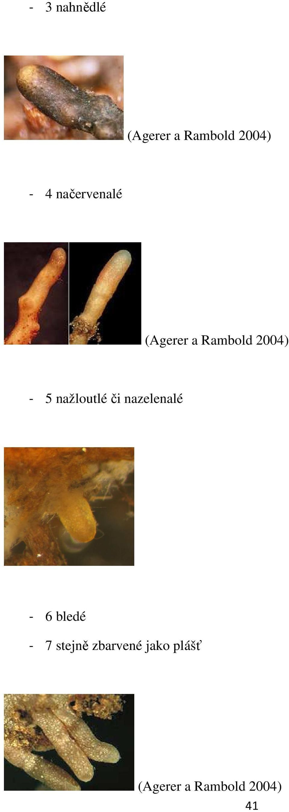 nažloutlé či nazelenalé - 6 bledé - 7