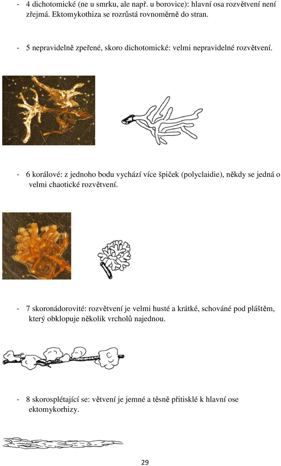 - 6 korálové: z jednoho bodu vychází více špiček (polyclaidie), někdy se jedná o velmi chaotické rozvětvení.