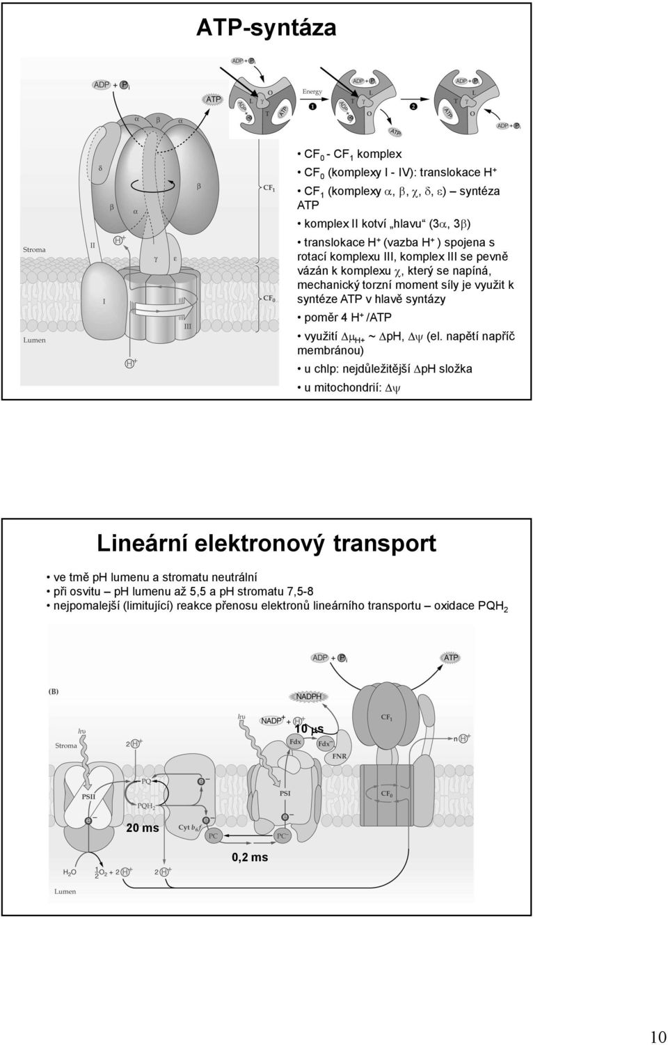 poměr 4 H + /ATP využití µ H+ ~ ph, ψ (el.