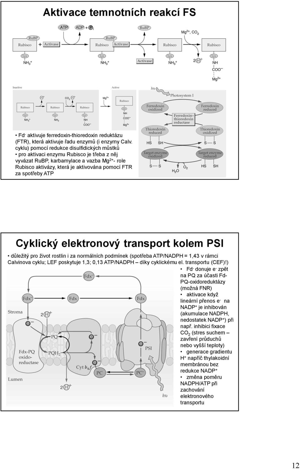 Cyklický elektronový transport kolem PSI důležitý pro život rostlin i za normálních podmínek (spotřeba ATP/NADPH = 1,43 v rámci Calvinova cyklu; LEF poskytuje 1,3; 0,13 ATP/NADPH díky cyklickému el.