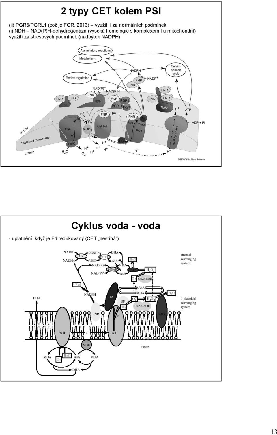 komplexem I u mitochondrií) využití za stresových podmínek (nadbytek