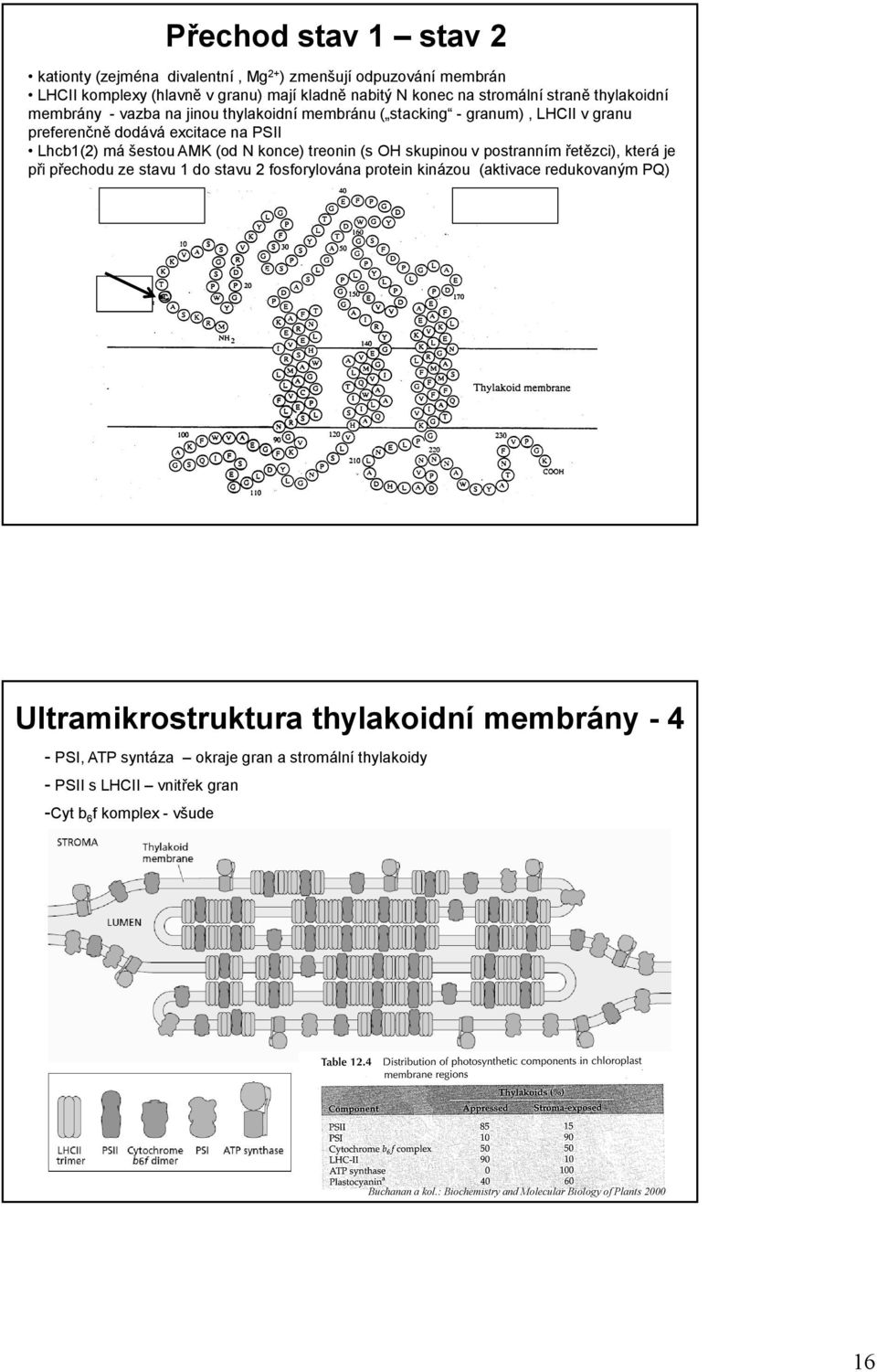 (s OH skupinou v postranním řetězci), která je při přechodu ze stavu 1 do stavu 2 fosforylována protein kinázou (aktivace redukovaným PQ) Ultramikrostruktura thylakoidní