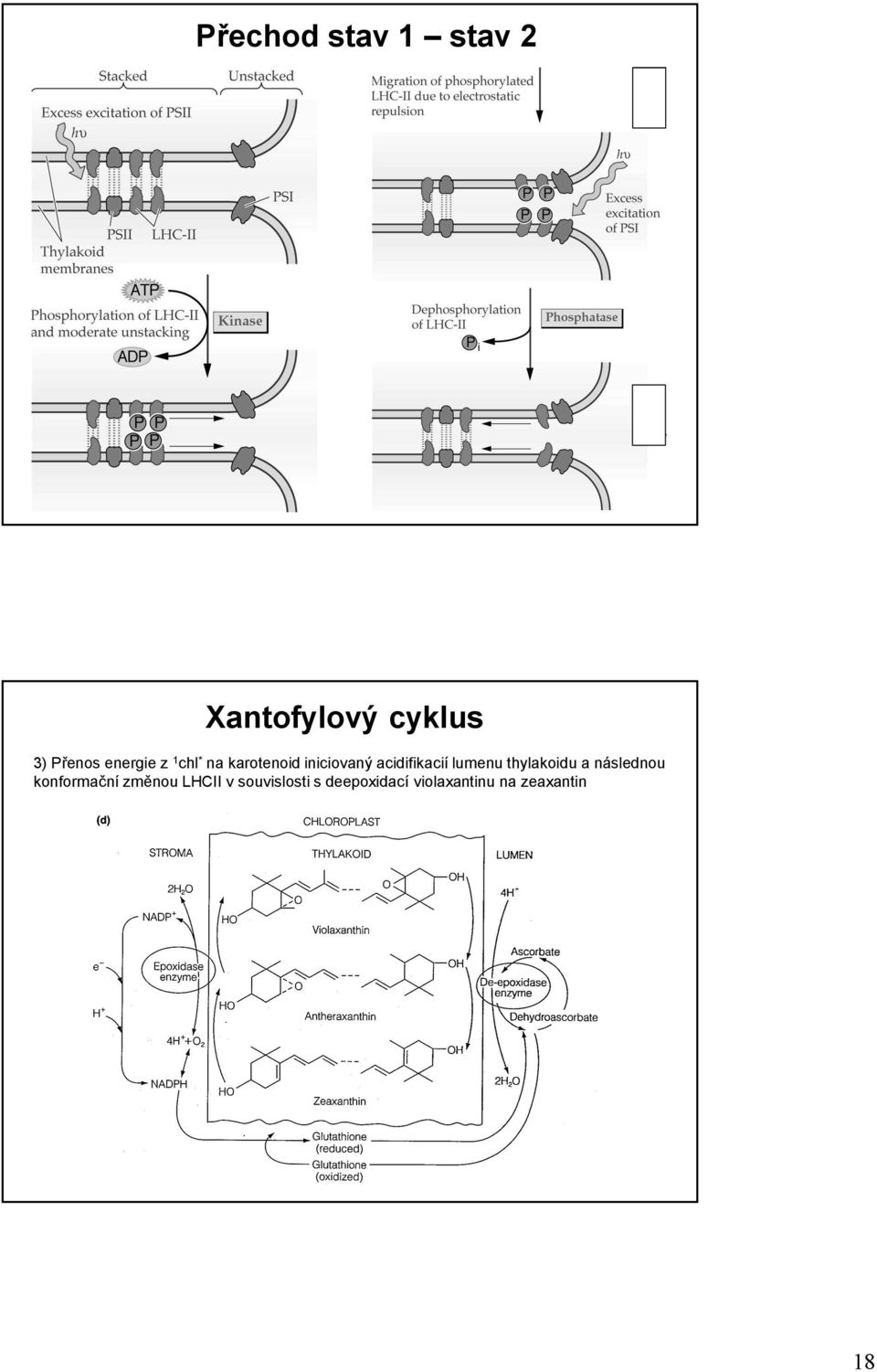 acidifikacií lumenu thylakoidu a následnou konformační