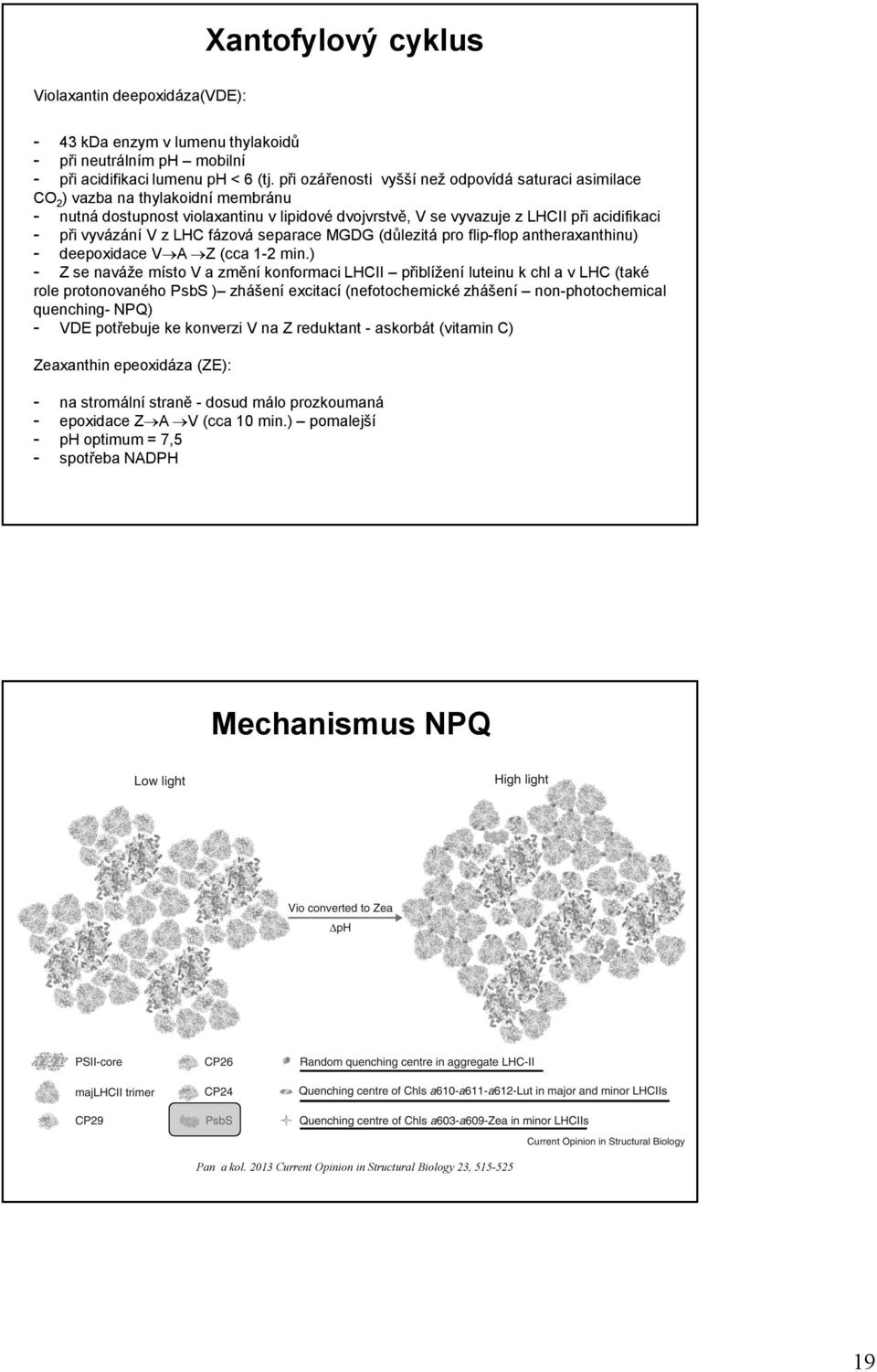 z LHC fázová separace MGDG (důlezitá pro flip-flop antheraxanthinu) - deepoxidace V A Z (cca 1-2 min.