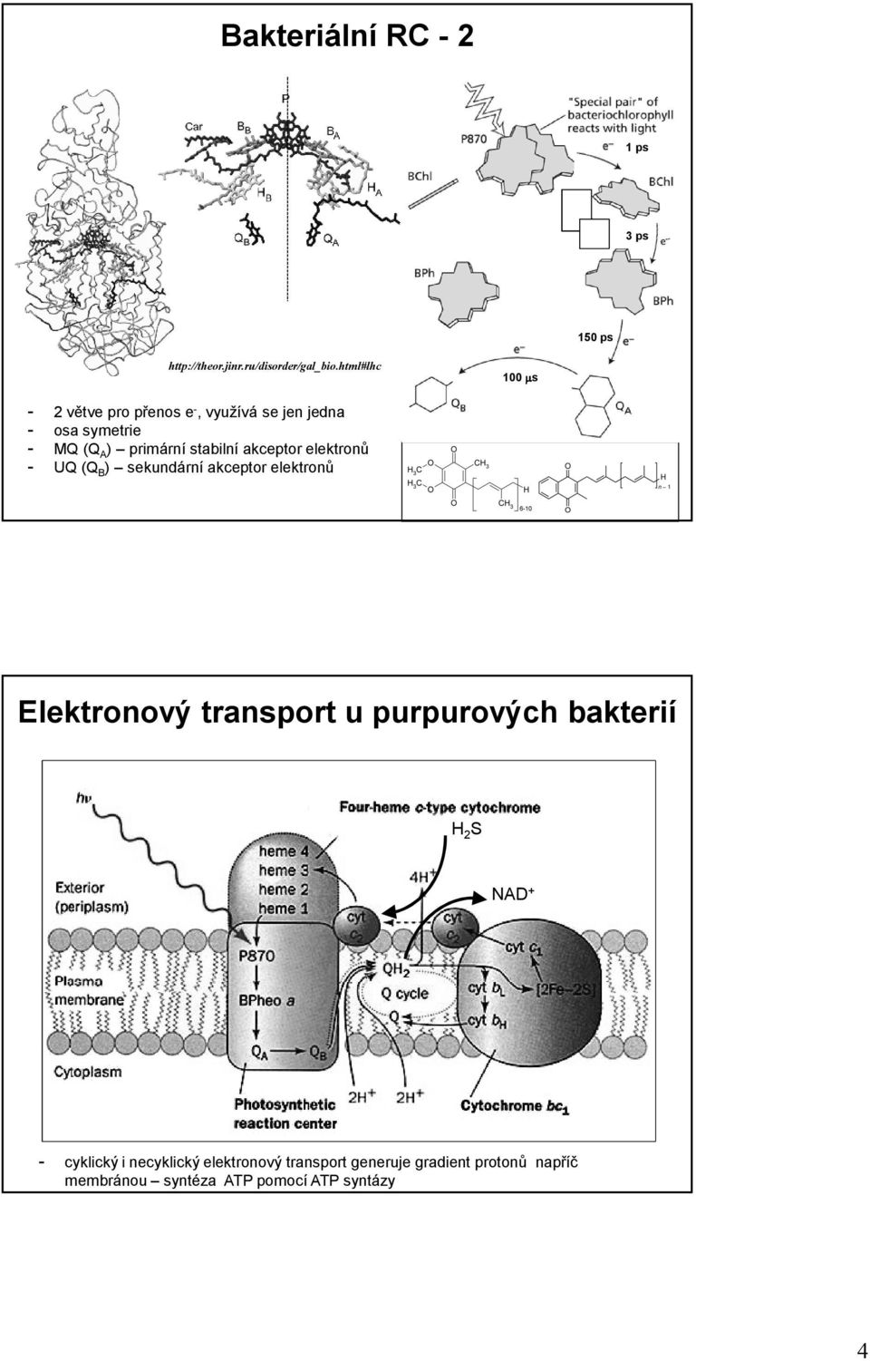 akceptor elektronů - UQ (Q B ) sekundární akceptor elektronů Elektronový transport u purpurových bakterií e