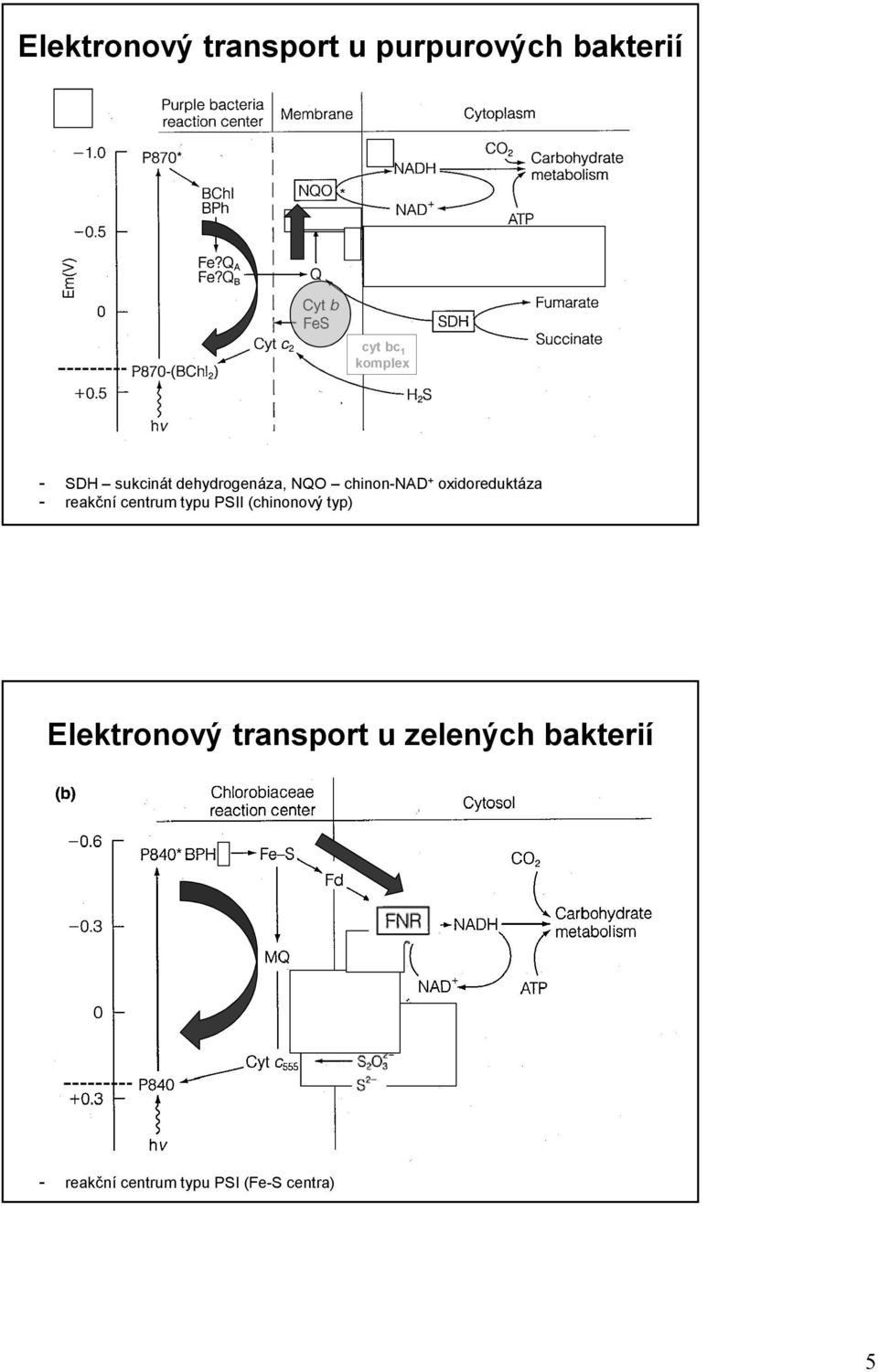 oxidoreduktáza - reakční centrum typu PSII (chinonový typ)