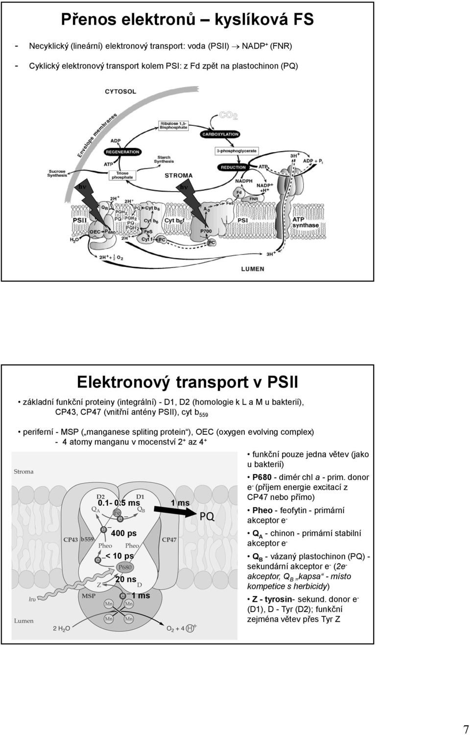 (oxygen evolving complex) - 4 atomy manganu v mocenství 2 + az 4 + 0.1-0.5 ms 1 ms 400 ps < 10 ps 20 ns 1 ms PQ funkční pouze jedna větev (jako u bakterií) P680 - dimér chl a - prim.