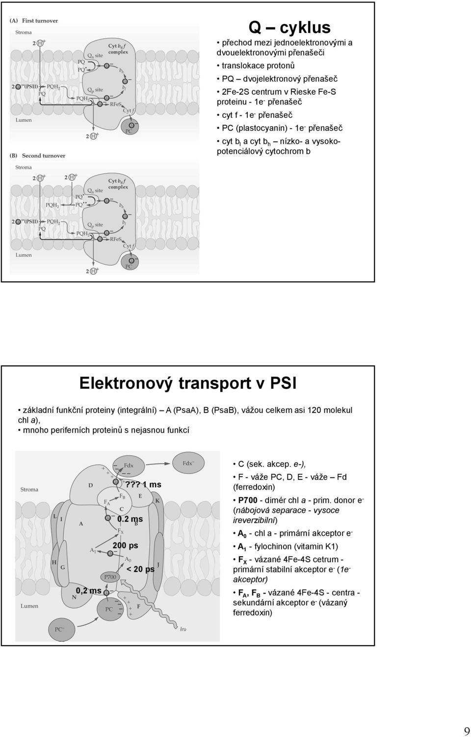 molekul chl a), mnoho periferních proteinů s nejasnou funkcí 0,2 ms??? 1 ms 0.2 ms 200 ps < 20 ps C (sek. akcep. e-), F - váže PC, D, E - váže Fd (ferredoxin) P700 - dimér chl a - prim.