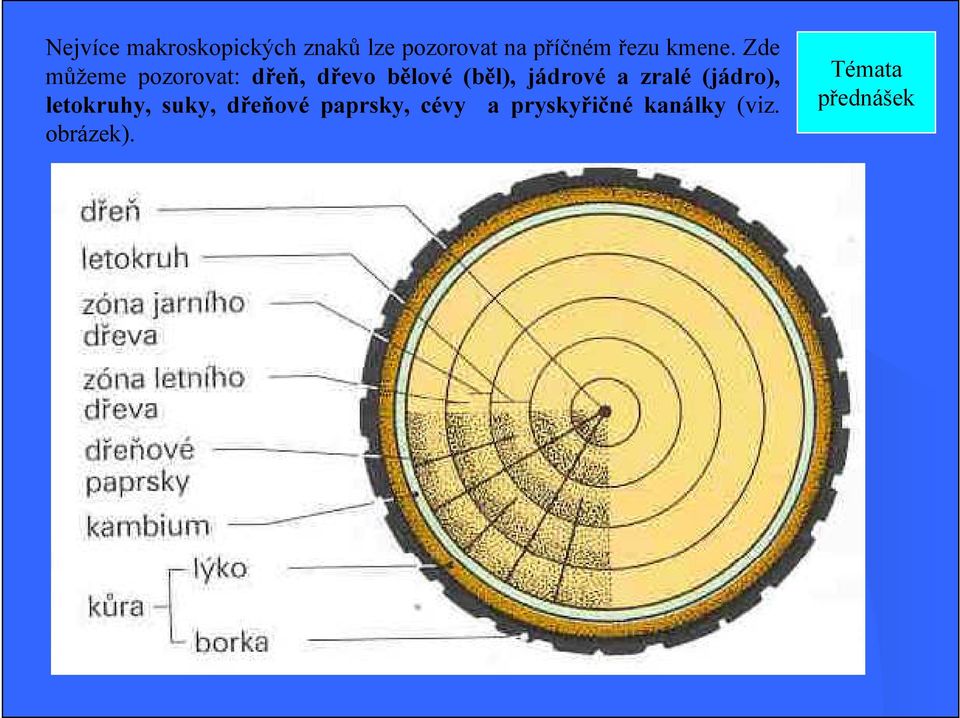 Zde můžeme pozorovat: dřeň, dřevo bělové (běl), jádrové a