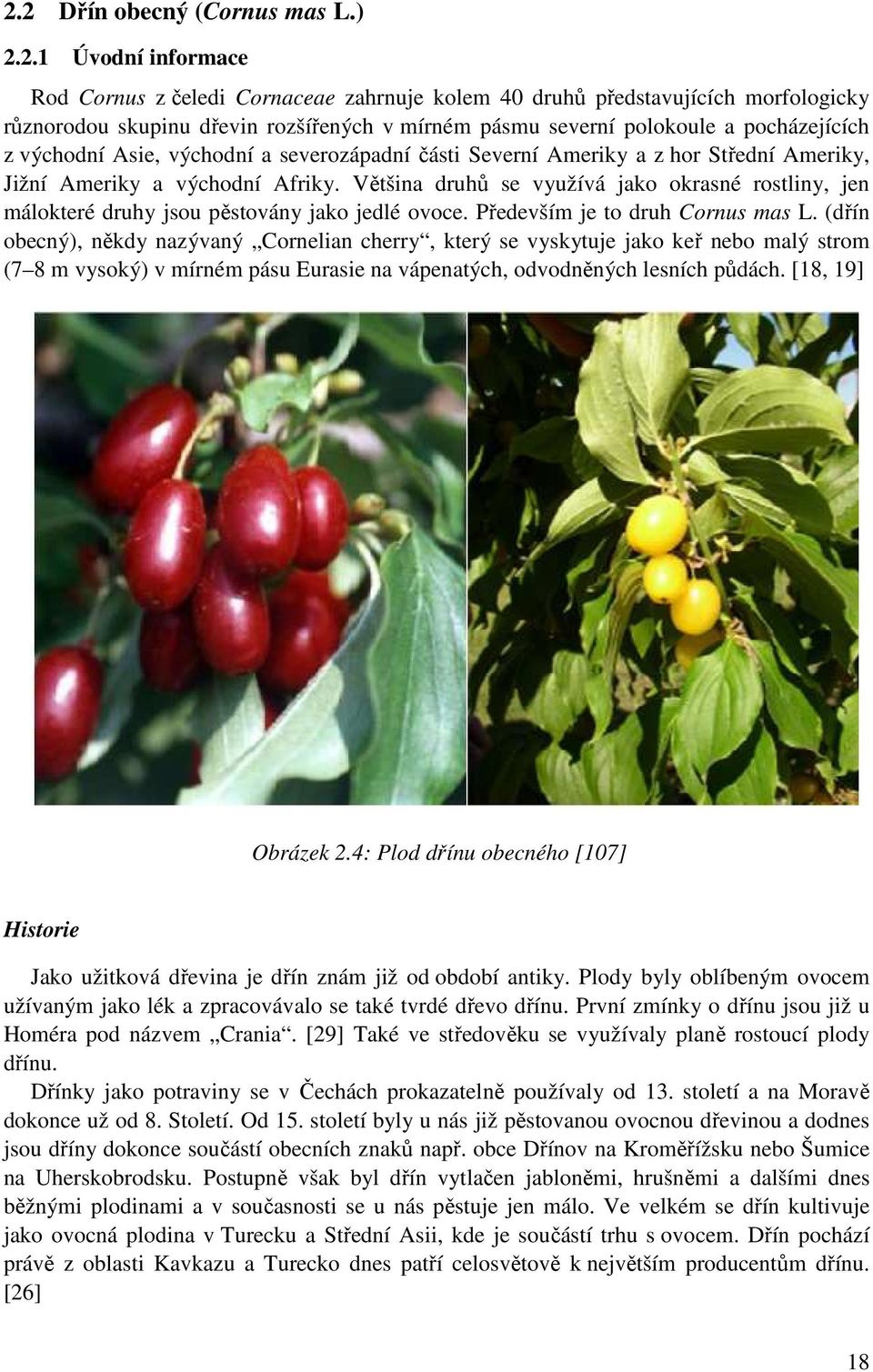 Většina druhů se využívá jako okrasné rostliny, jen málokteré druhy jsou pěstovány jako jedlé ovoce. Především je to druh Cornus mas L.