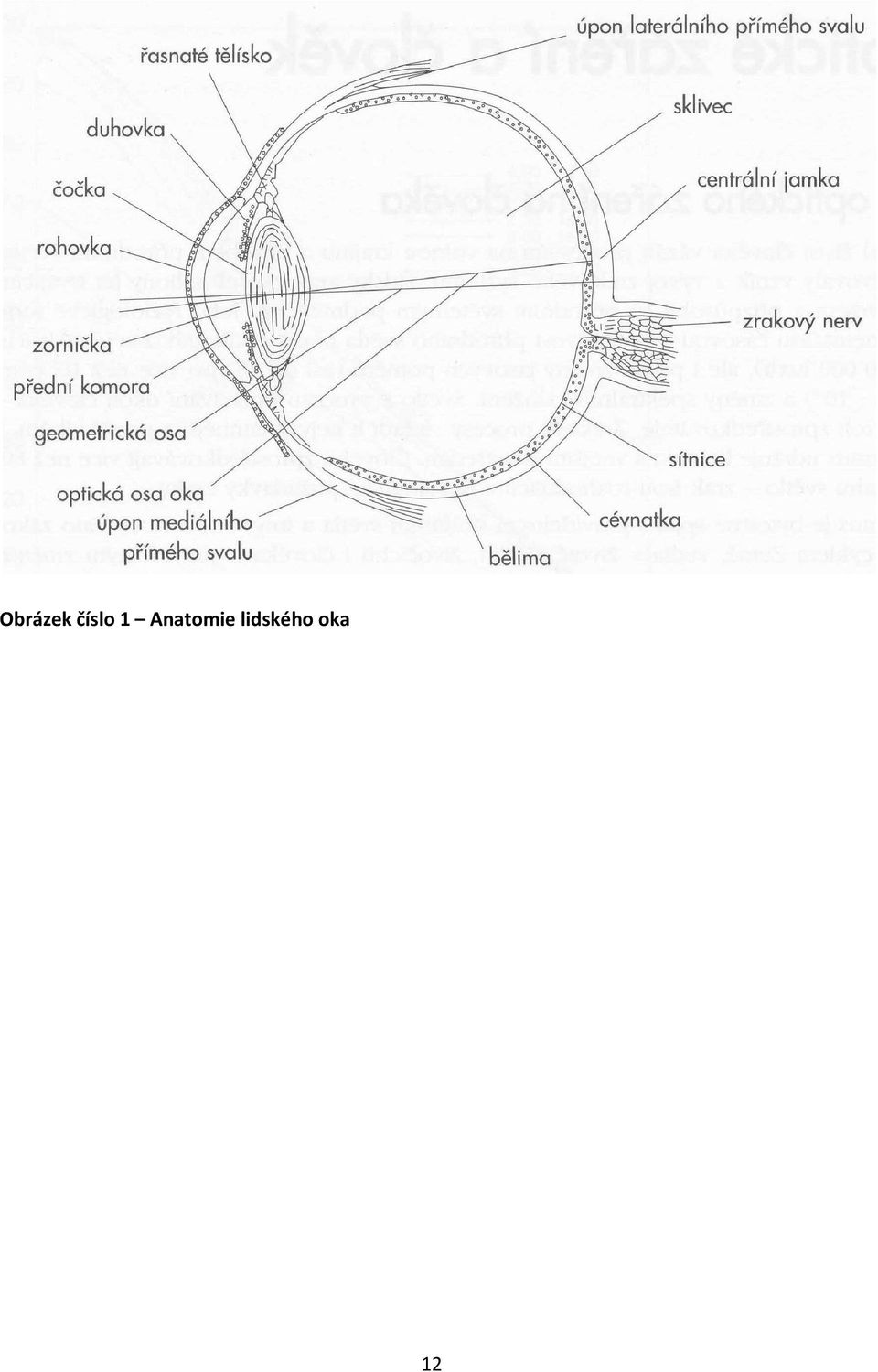 Anatomie