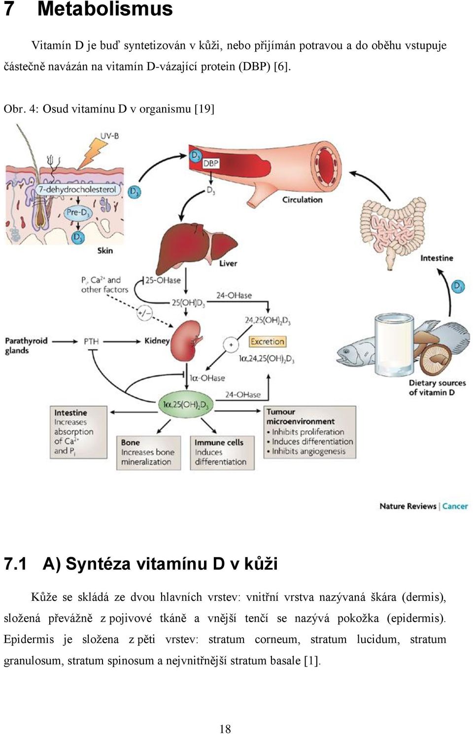 1 A) Syntéza vitamínu D v kůži Kůţe se skládá ze dvou hlavních vrstev: vnitřní vrstva nazývaná škára (dermis), sloţená převáţně z