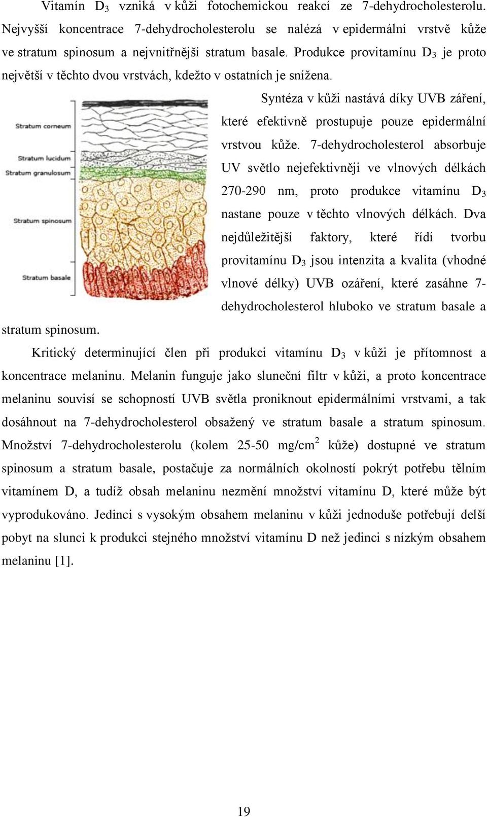 Produkce provitamínu D 3 je proto největší v těchto dvou vrstvách, kdeţto v ostatních je sníţena. Syntéza v kůţi nastává díky UVB záření, které efektivně prostupuje pouze epidermální vrstvou kůţe.