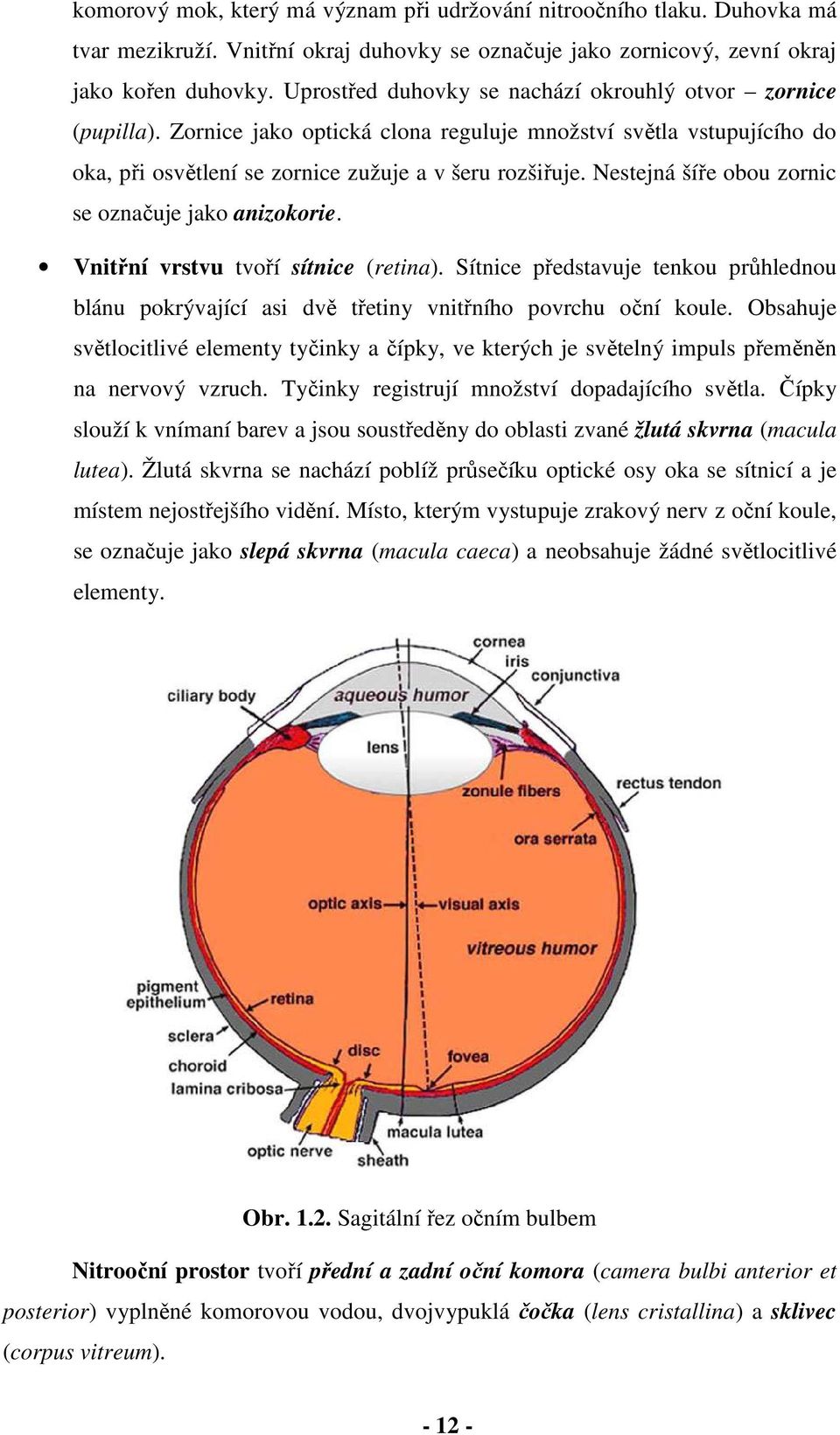 Nestejná šíře obou zornic se označuje jako anizokorie. Vnitřní vrstvu tvoří sítnice (retina). Sítnice představuje tenkou průhlednou blánu pokrývající asi dvě třetiny vnitřního povrchu oční koule.