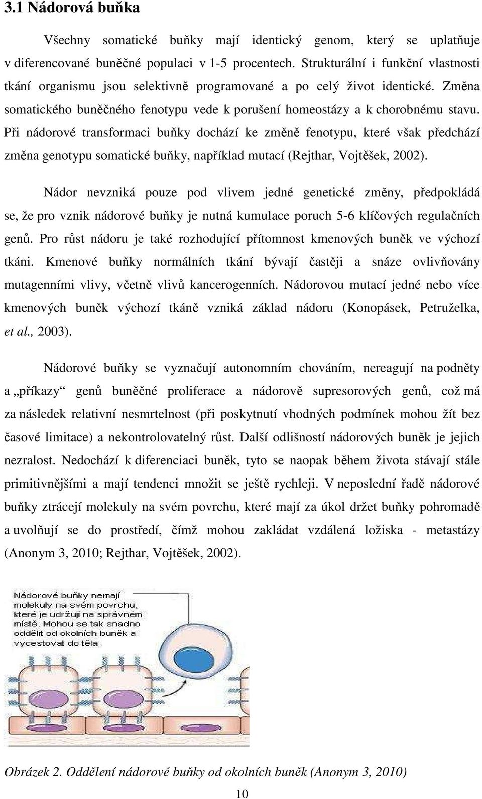 Při nádorové transformaci buňky dochází ke změně fenotypu, které však předchází změna genotypu somatické buňky, například mutací (Rejthar, Vojtěšek, 2002).