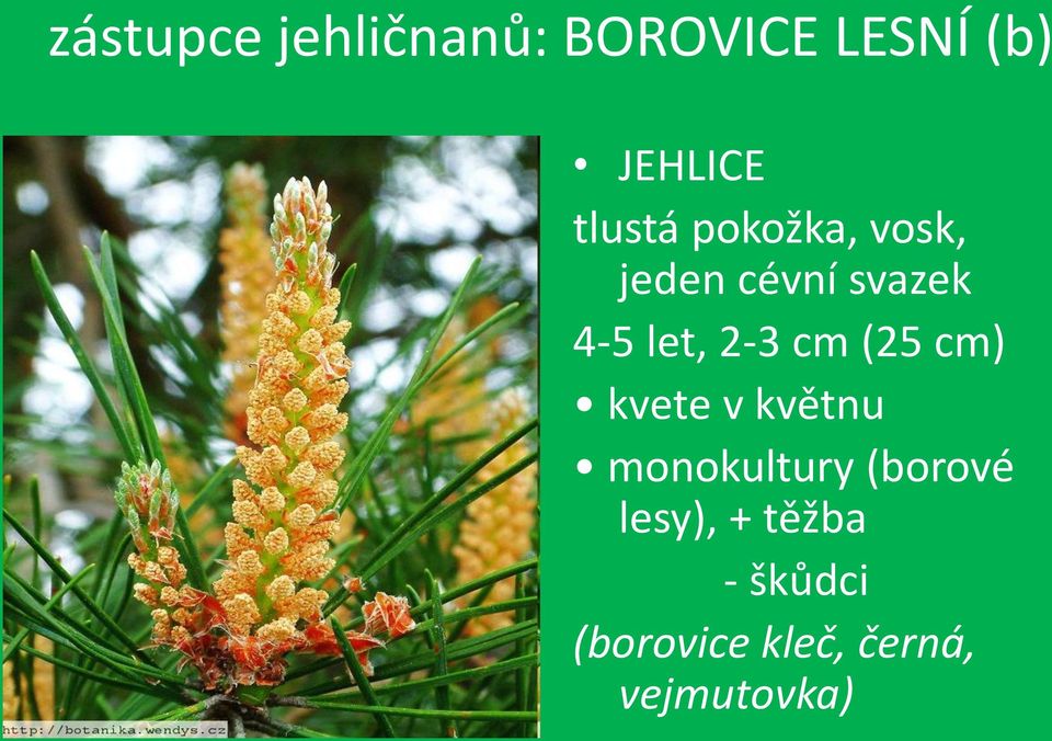 2-3 cm (25 cm) kvete v květnu monokultury (borové