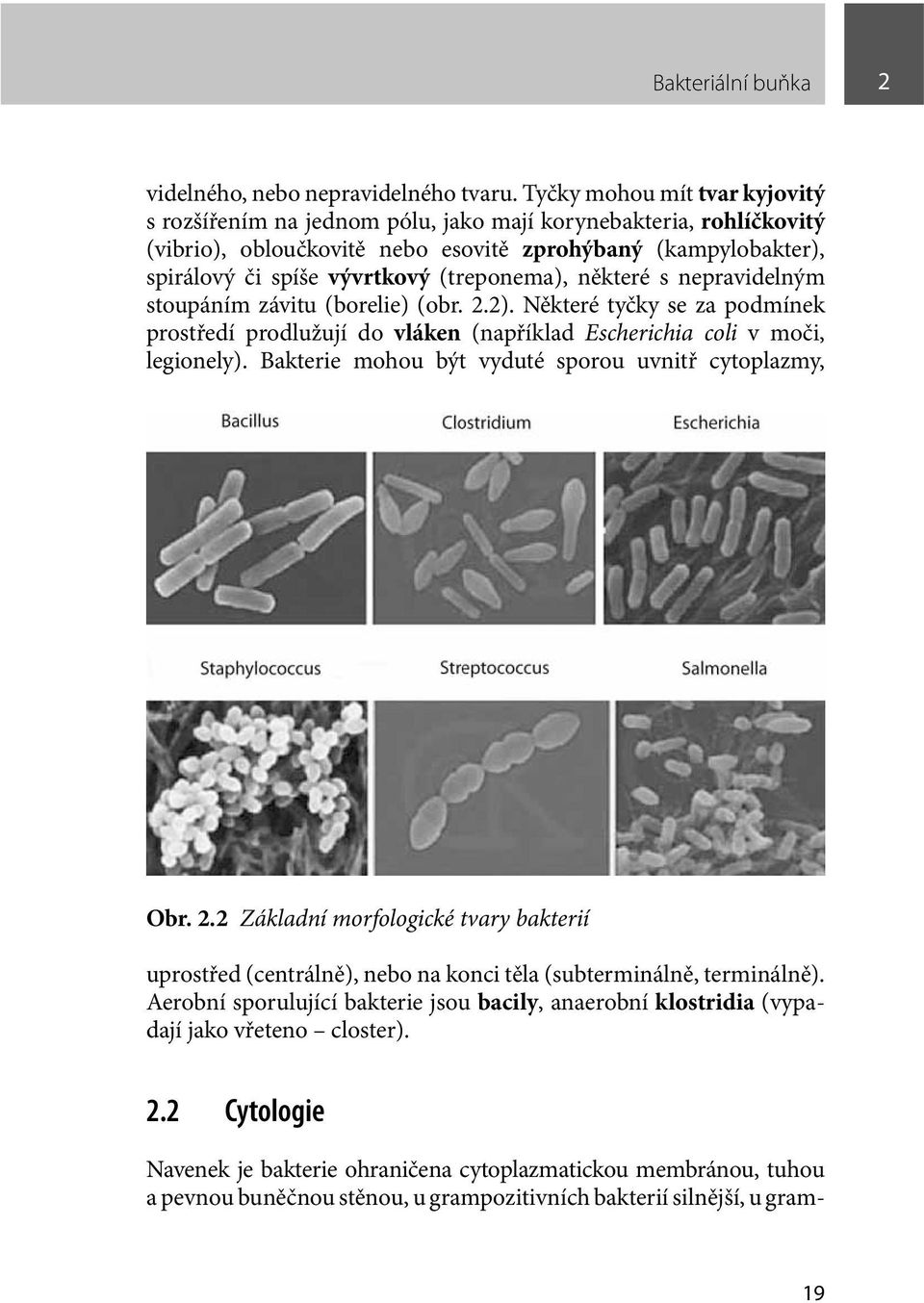 (treponema), některé s nepravidelným stoupáním závitu (borelie) (obr. 2.2). Některé tyčky se za podmínek prostředí prodlužují do vláken (například Escherichia coli v moči, legionely).